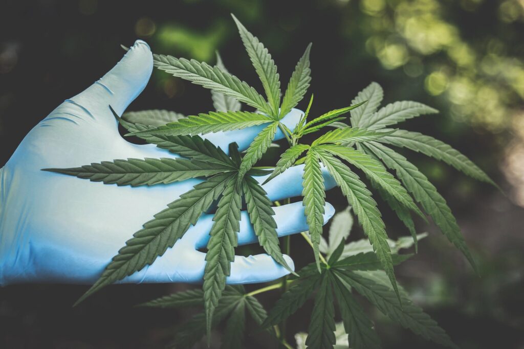 Ruka u rukavici drži vrh konopljine biljke na polju AgroSloven kraj Trstenika prije uzimanja uzorka za laboratorijsku analizu